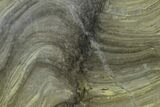 Polished Stromatolite (Kussiella) Slab - Billion Years #130626-1